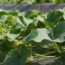 Must peenravaip 1×30m, 50g/m² Soodukas.Com